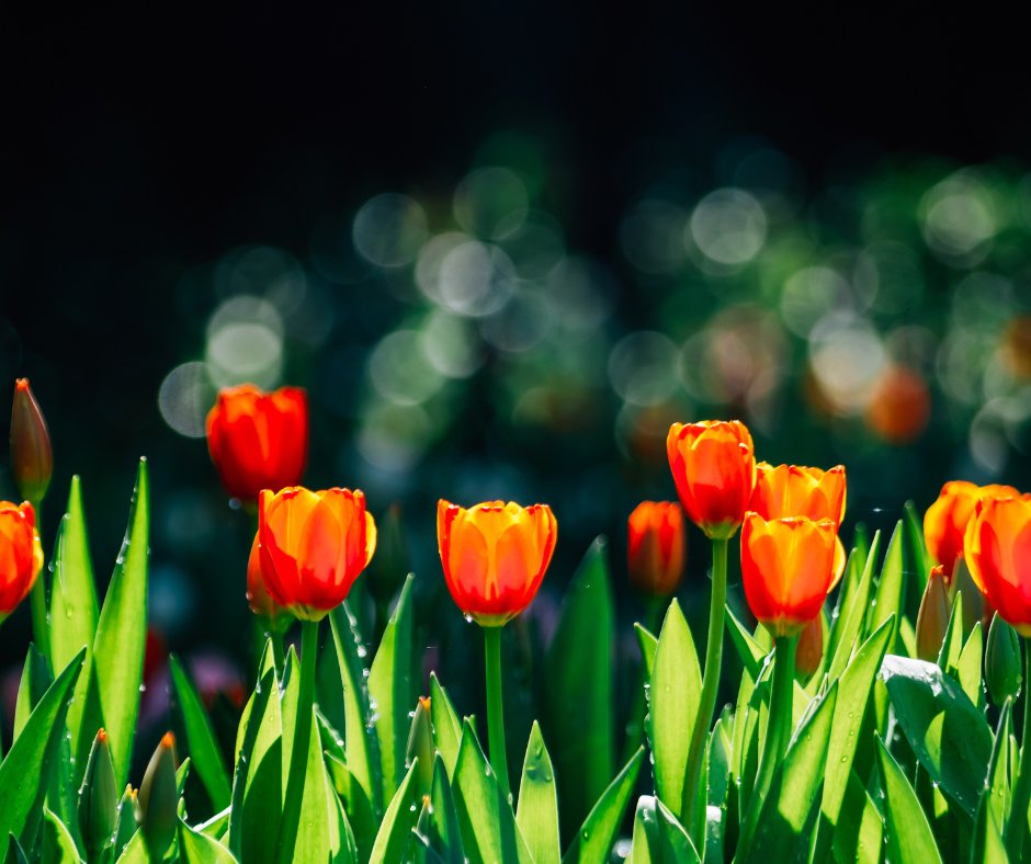 TH_Lazise-Hotel_Parchi_del_Garda_primavera_sul_Lago_di_Garda_fiori_tulipani